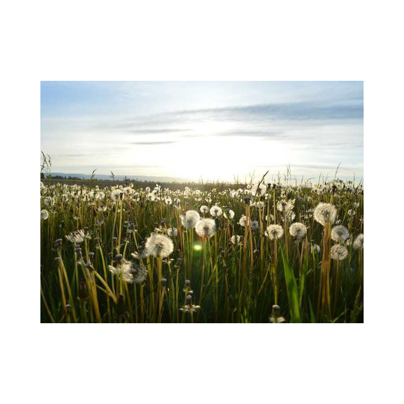 Mediocre Silk Shirt fr-FR